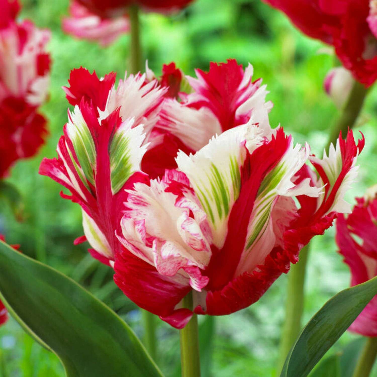 Tulipe 'Estella Rijnveld'